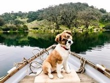 Puppy posing in the paddle boat in the pond at the Grassini Family Vineyards winery